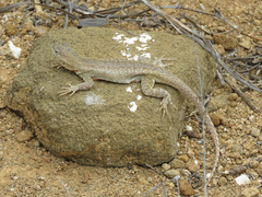 Microlophus bivittatus