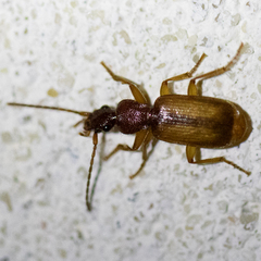 Polistichus connexus