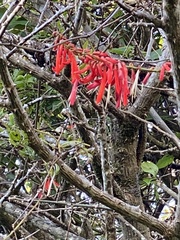 Erythrina americana