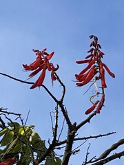 Erythrina americana
