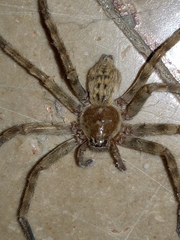 Eusparassus walckenaeri