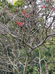 Erythrina americana
