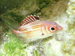 Neoniphon vexillarium