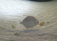 Trachinotus falcatus