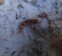 Malacoctenus triangulatus