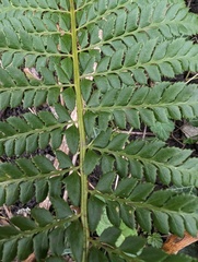 Polystichum
