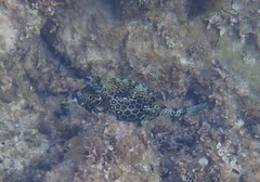 Acanthostracion polygonium