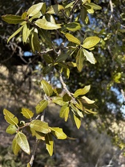 Quercus emoryi