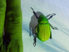 Chrysina beyeri