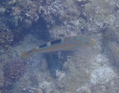 Halichoeres radiatus