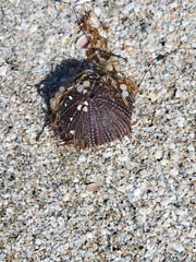 Lytechinus variegatus