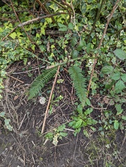 Polystichum