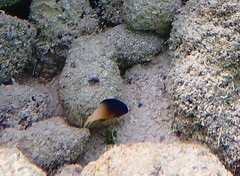 Stegastes partitus