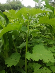 Nicandra physalodes