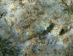 Sparisoma chrysopterum