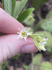 Oemleria cerasiformis