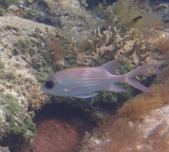 Holocentrus adscensionis