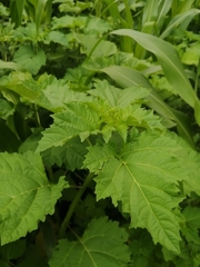 Nicandra physalodes