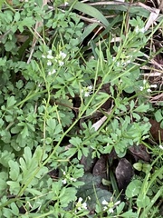 Cardamine parviflora