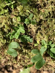 Polypodium glycyrrhiza