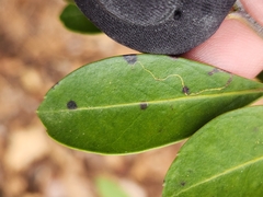 Phytomyza glabricola