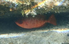 Heteropriacanthus cruentatus