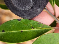 Phytomyza glabricola