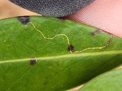 Phytomyza glabricola