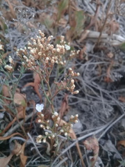 Limonium brasiliense