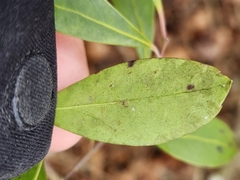 Phytomyza glabricola