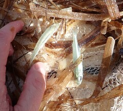 Atheriniformes
