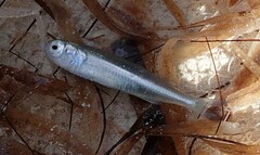 Atheriniformes