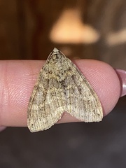 Hydriomena nubilofasciata