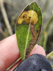 Phytomyza glabricola