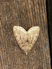 Hydriomena nubilofasciata