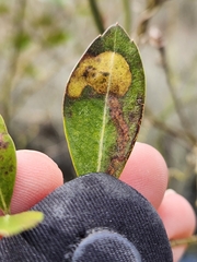 Phytomyza glabricola