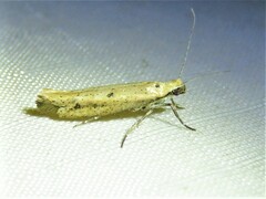 Ypsolopha ochrella