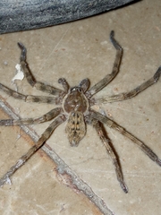 Eusparassus walckenaeri