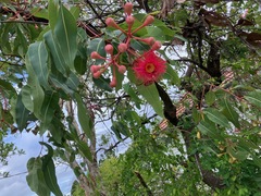 Corymbia ptychocarpa