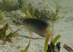 Stegastes variabilis