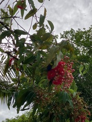 Corymbia ptychocarpa