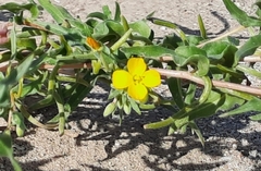 Camissoniopsis