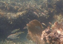 Mulloidichthys martinicus