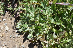 Sanicula bipinnatifida