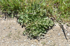 Sanicula bipinnatifida