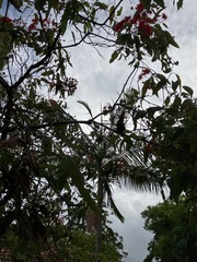 Corymbia ptychocarpa