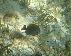 Acanthurus chirurgus