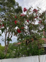 Corymbia ptychocarpa
