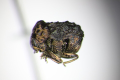 Neochlamisus bebbianae