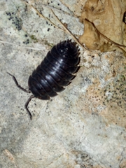 Porcellio